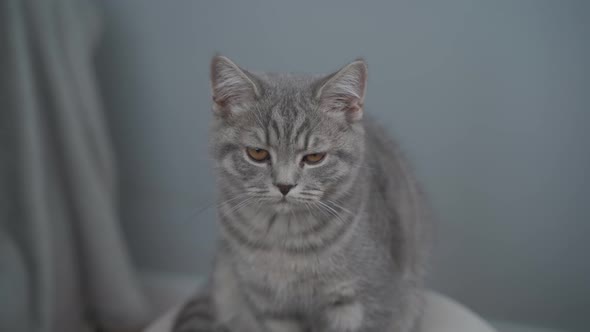 A Cute Young Gray Cat with Yellow Eyes of Scottish Straights Sitting on a Chair Against a Gray Wall