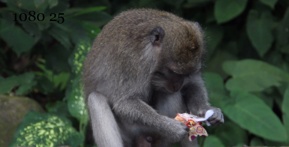 Bali Monkey 2