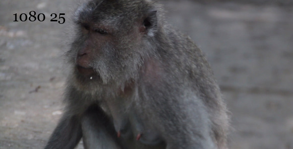 Monkey Bali 3