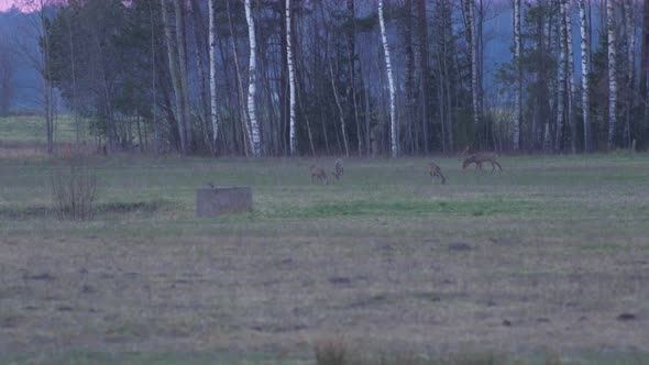 Group of European roe deer (Capreolus capreolus) walking and eating on a field in the evening, mediu