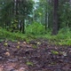 Beautiful Summer Forest - VideoHive Item for Sale