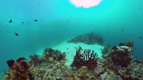 The Underwater World of a Coral Reef. Panglao, Philippines.