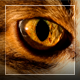 Cat's Eyes Macro 2 in 1 - VideoHive Item for Sale