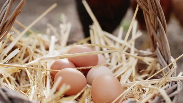 Fresh Chicken Eggs in the Basket