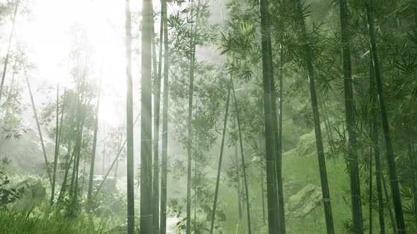 Asian Bamboo Forest with Morning Fog Weather