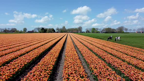 Orange tulip field with black and white cows with nice clouds, aerial