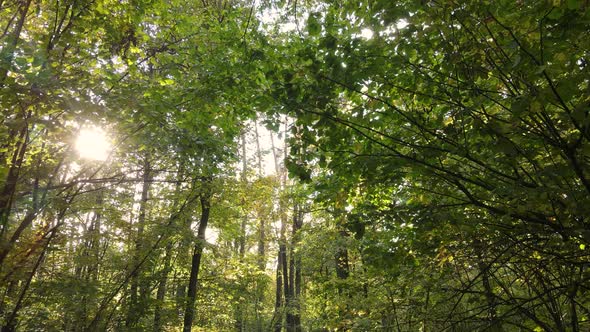 Trees in the Forest on an Autumn Day