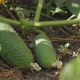 Inspection of the Bushes of Cucumbers. Women's Hands Picks Green Cucumbers. Hand Harvesting.Close-up - VideoHive Item for Sale