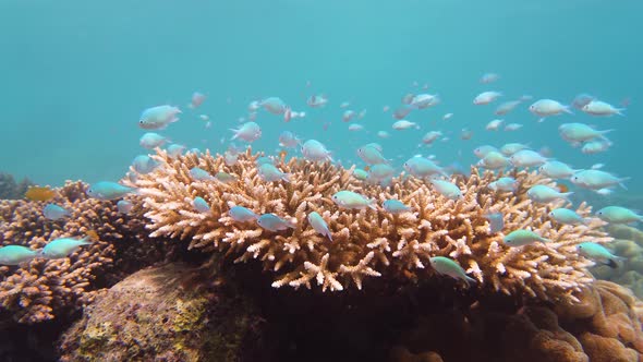 Coral Reef with Fish Underwater