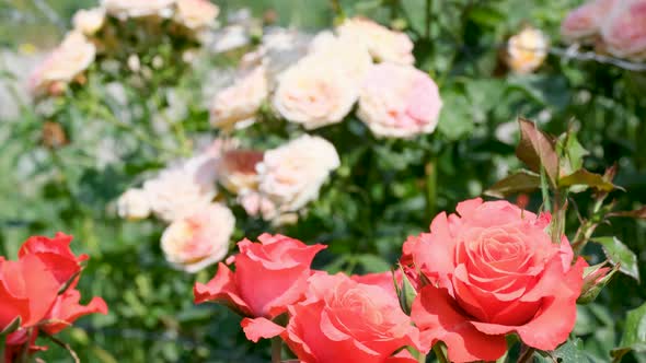 Beautiful delicate picturesque bush blooming roses on a summer day in the park. Rose garden.