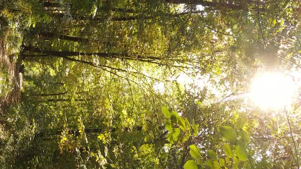 Vertical Video Aerial View of Trees in the Forest on an Autumn Day in Ukraine Slow Motion