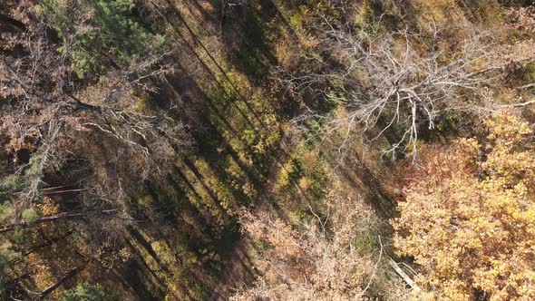 Forest with Trees in the Fall