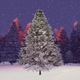 Spruce In The Winter Forest - VideoHive Item for Sale