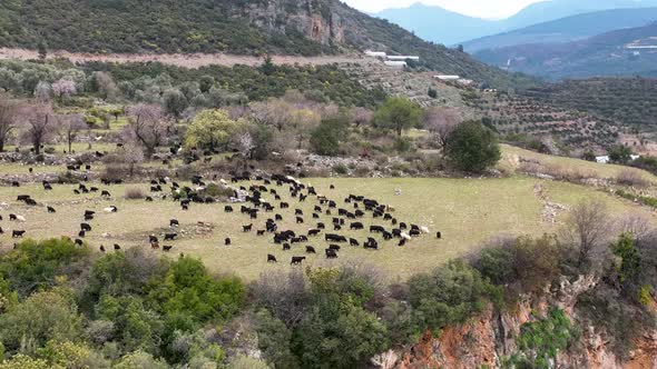 Herd of sheep in the mountains aerial view 4 K