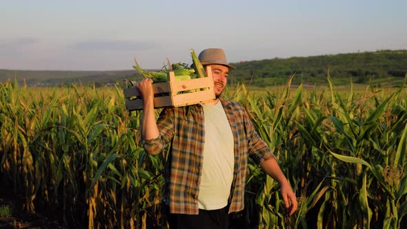 Young Worker Man Farmer in Cornfield Carries Box of Cobs on Shoulder Tracking Shot