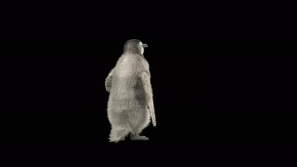 80 Penguin Dancing 4K