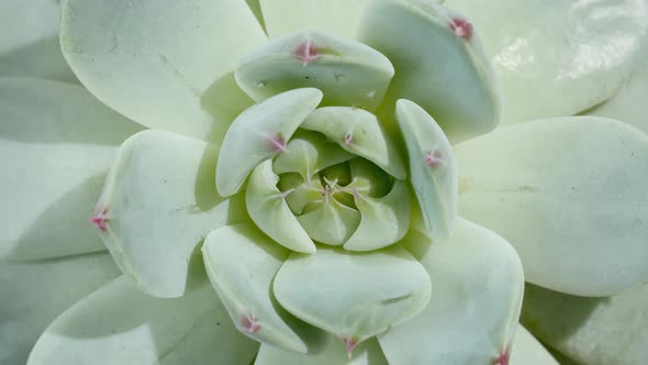 Beautiful Pattern of Green Succulent Rotating Macro Shot