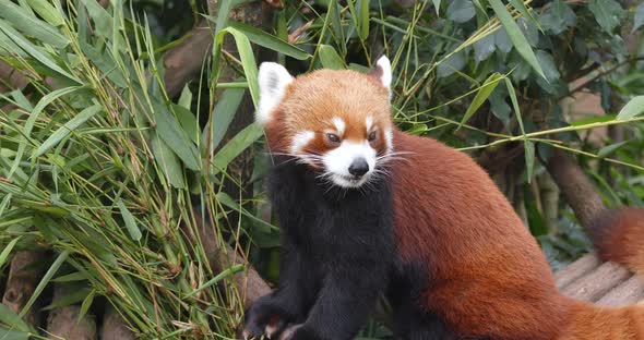 Red panda at zoo