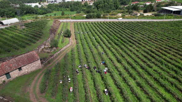 Workers Picking Blueberries in Blueberry Farm 4k