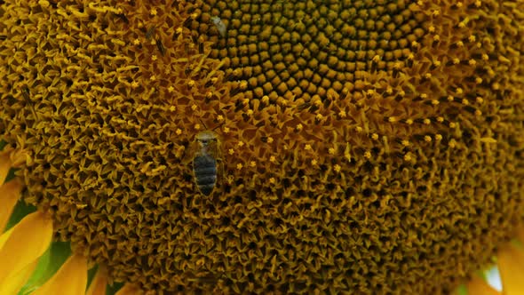 Sunflower in the Field and Bee Crawling on It on Sky Background Closeup