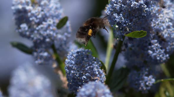 Bumblebee, bombus sp., Adult in Flight, Flying to Flower, Normandy, Slow motion