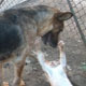 Playful Cat and Dog Fight - VideoHive Item for Sale
