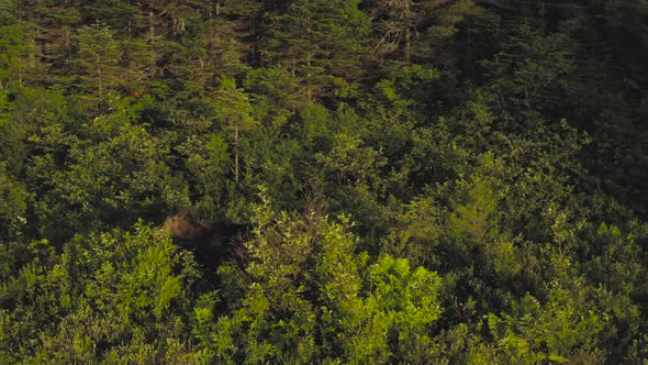 Female moose walks along shoreline in dense wilderness