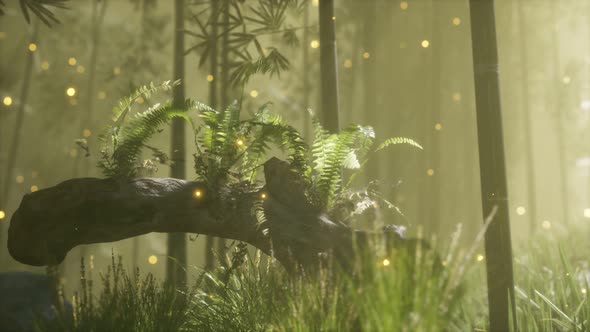 Horizontally Bending Tree Trunk with Ferns Growing, and Sunlight Shining