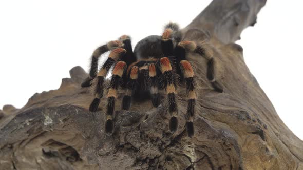 Spider Tarantula Sitting on a Stone in White Background