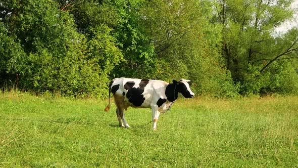 A black and white cow grazes on a leash in the meadow and wags its tail on a summer day