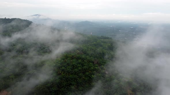 Aerial view low foggy cloud around oil palm