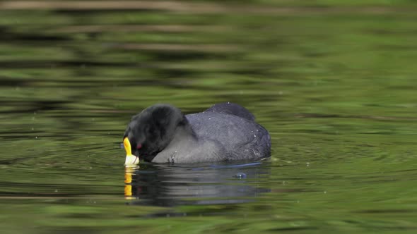 A front facing white-winged coot, fulica leucoptera foraging for water insects and pondweeds, and tu
