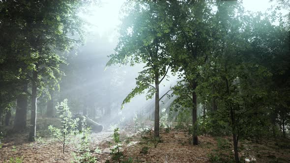 Forest Trees Nature Green Wood Sunlight View