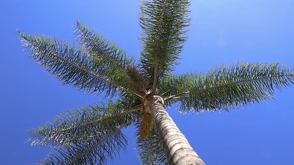 Beneath a Swaying Palm Tree