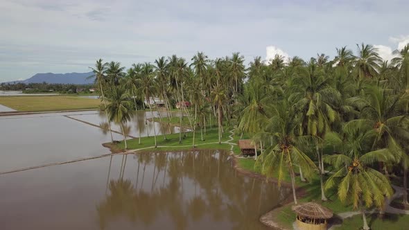 Aerial view descending toward wooden hut at coconut plantation