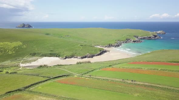 Tourists Walking Between The Beautiful Poppy Fields In West Pentire With Kelsey Head And Poly Joke B