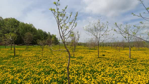 Stunning View of Dandelion Fields