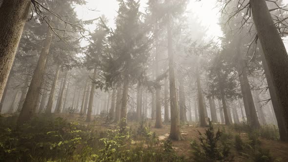 Sunbeams in Natural Spruce Forest