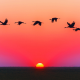 Sunset with Birds Singing White Noise