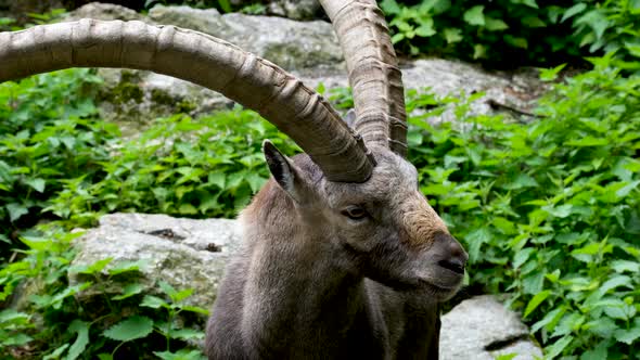 Wild alpine ibex with huge horns, capricorn into the wilderness surrounded by green vegetation.