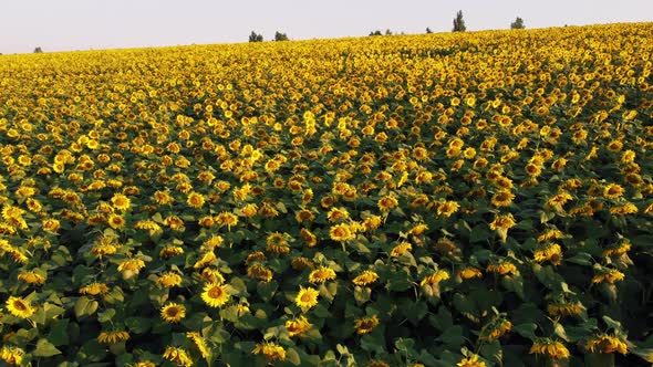 Aerial Drone View Flight Over Ver Field with Ripe Sunflower Heads