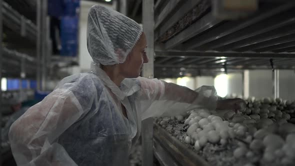 Mushroom Factory View of Woman Harvesting Fresh Champignons Growing on Plantation at Farm Spbd