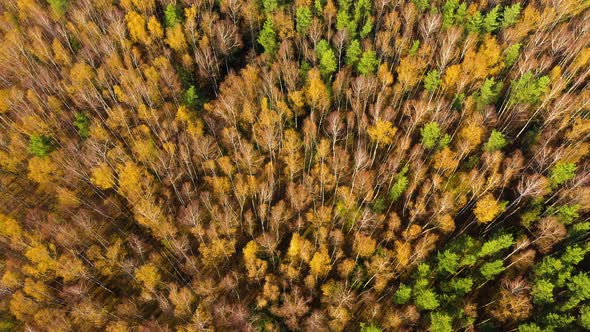 Autumn Forest with Colorful Foliage