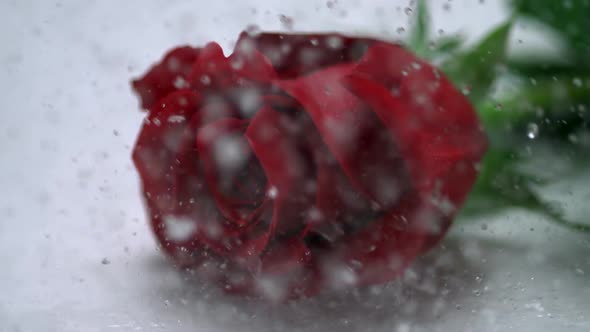 Rain drops falling on red rose, Slow Motion