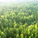 Summer forest - VideoHive Item for Sale