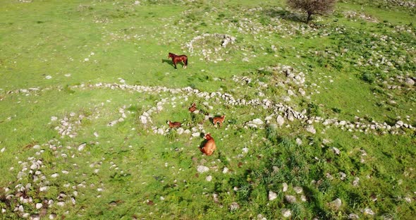 Aerial view of horses riding free in a grassland, Golan Heights, Israel.