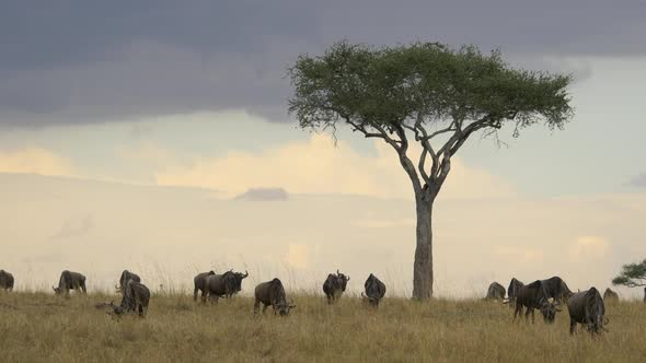 Wildebeests grazing near an acacia tree