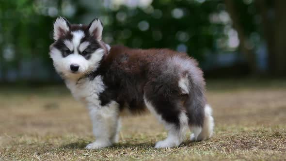 Cute Siberian Husky Puppy Looking On Green Grass