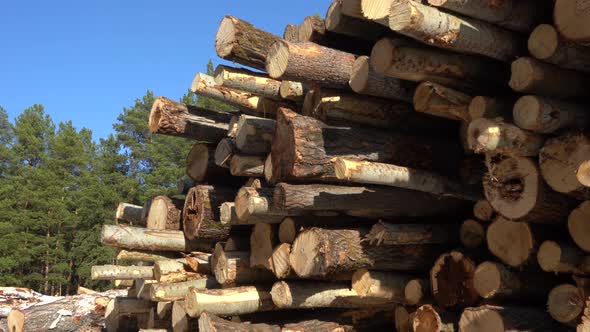 Stacked Wood Logs Against Blue Sky