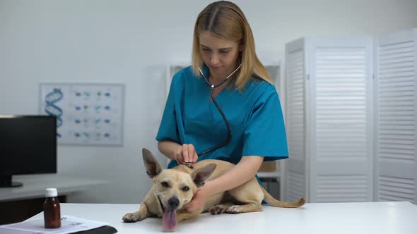 Experienced Vet Checking Dog Health With Stethoscope, Pet Physical Examination